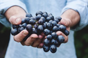 Cursus druiven en herkomst